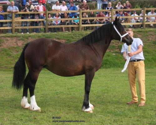 Abergavenny Welsh Lady