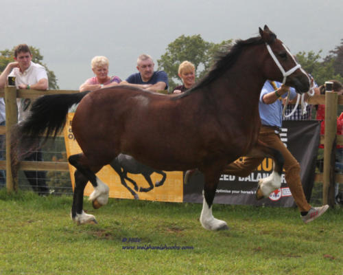 Abergavenny Sally