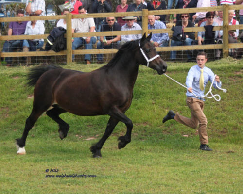 Abergavenny Viscountess