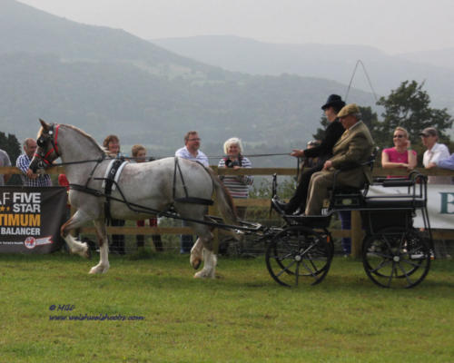 Abergavenny Damsel