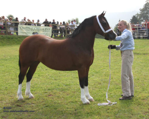 Abergavenny Hetti