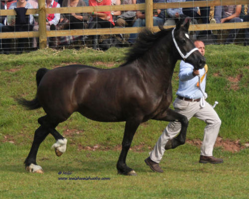 Abergavenny Bronwen