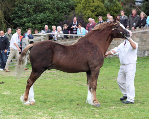 Stallion Display